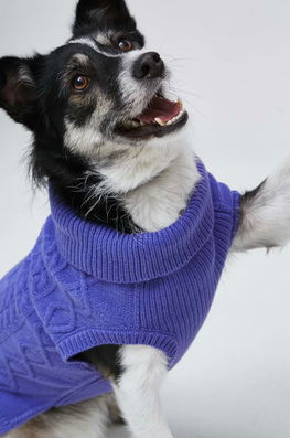 Medicine pulover pentru un animal de companie violet